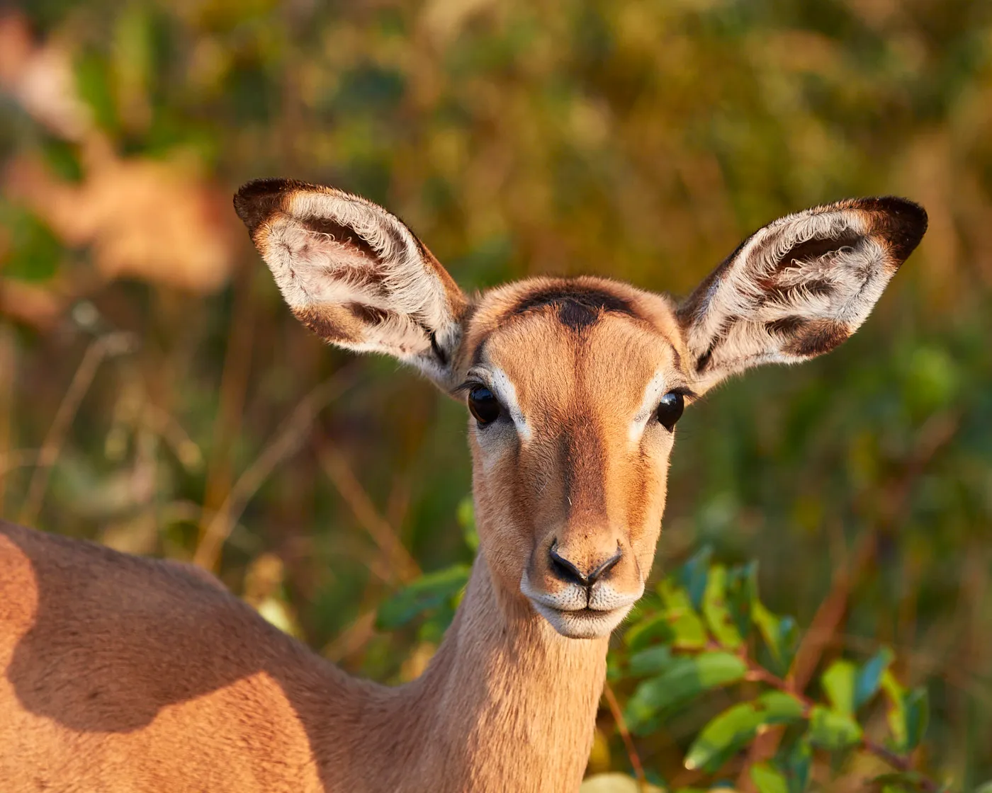Impala ewe portrait big ears