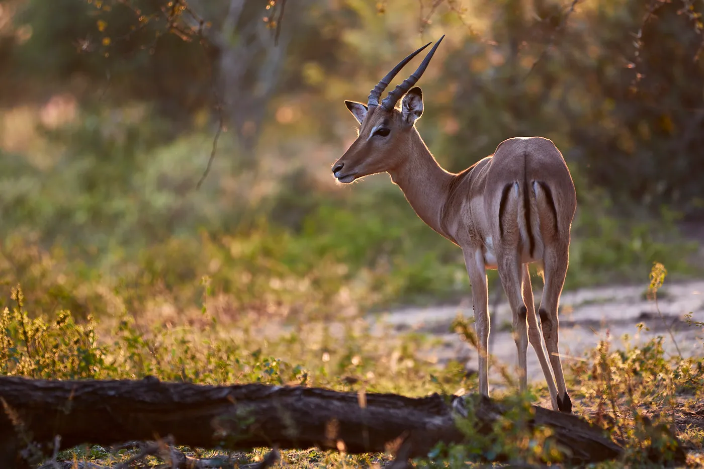 Impala ram looking back