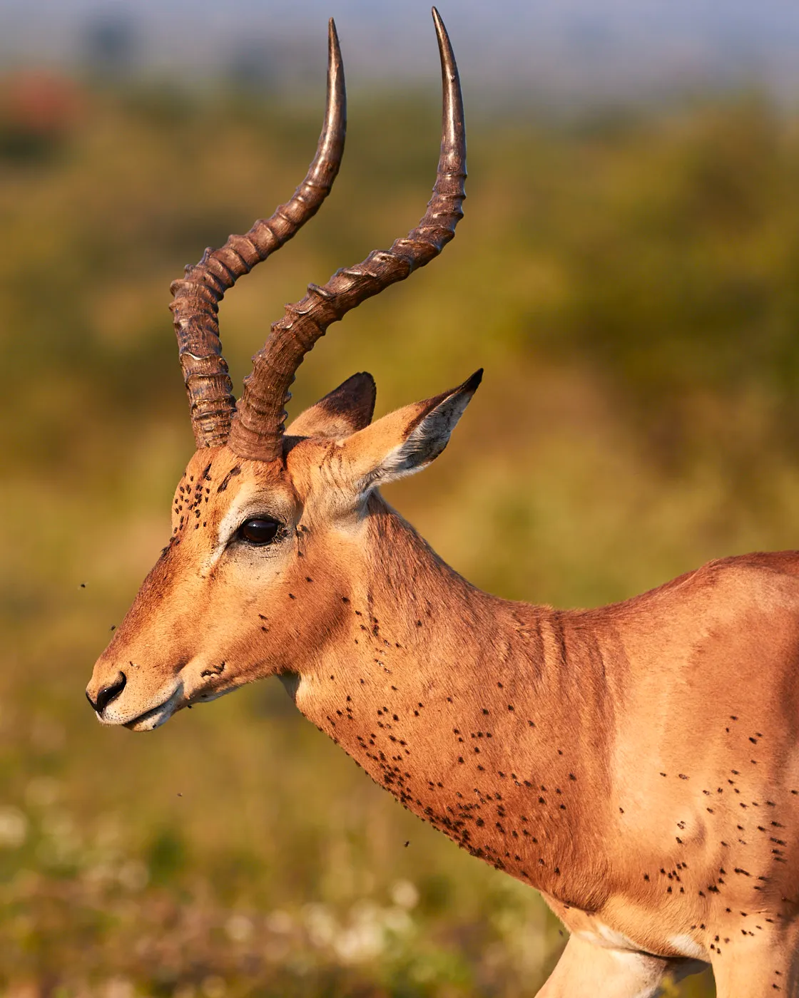 Impala ram portrait golden light