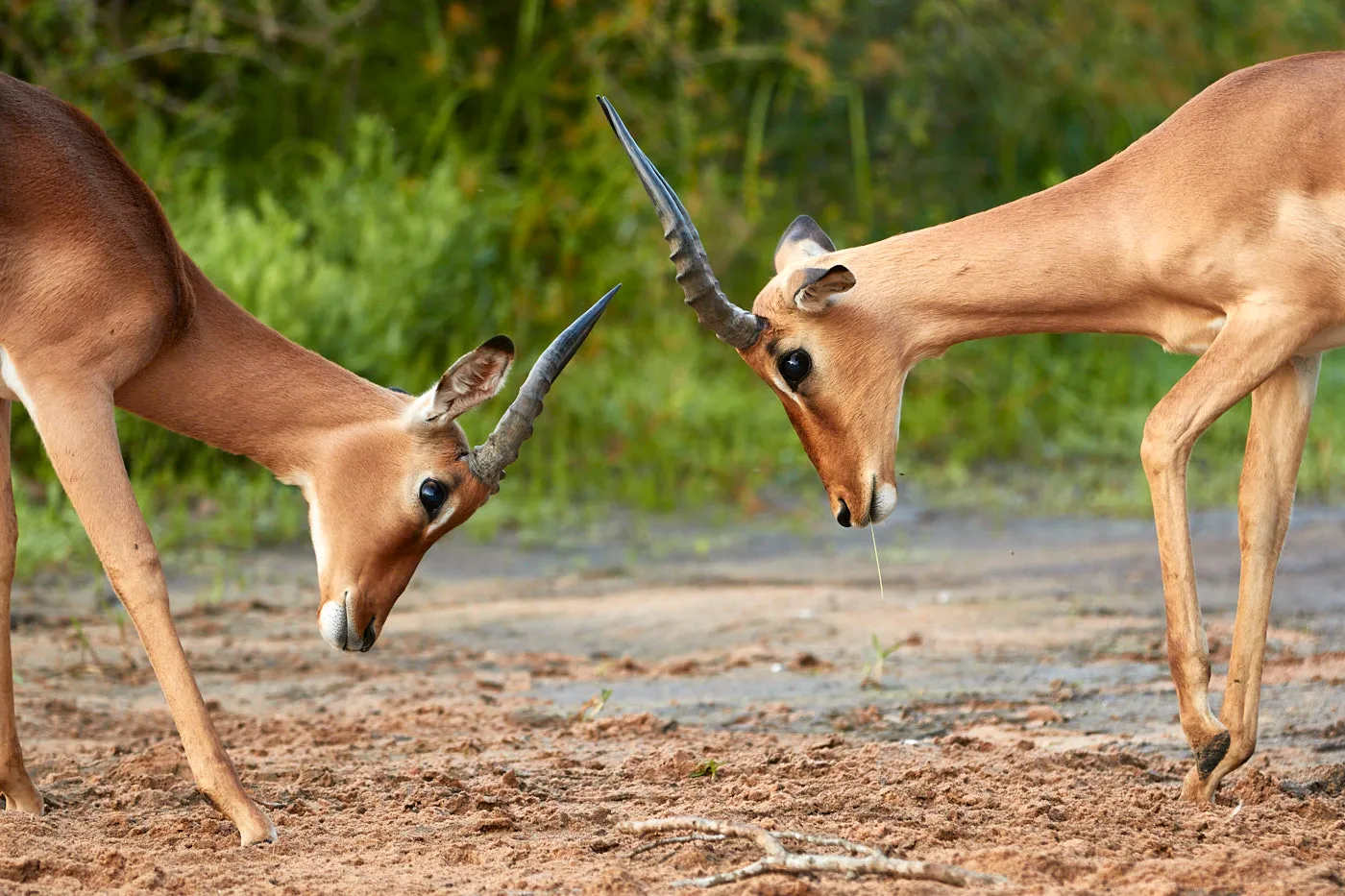 Impala rams clashing horns