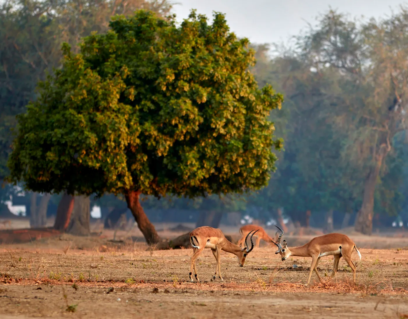 Impala rams fighting mana pools