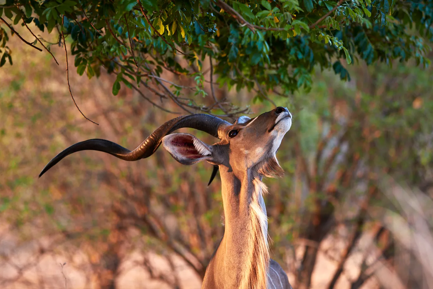 Kudu bull browsing leaves
