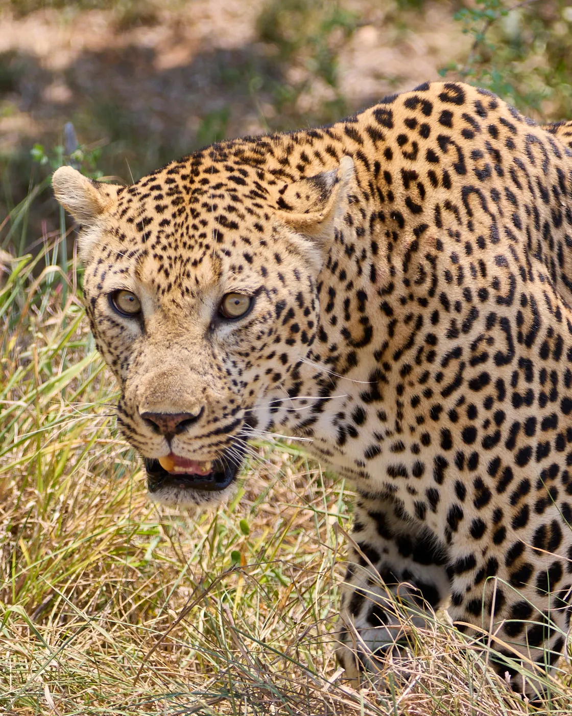 Leopard frontal stare grass