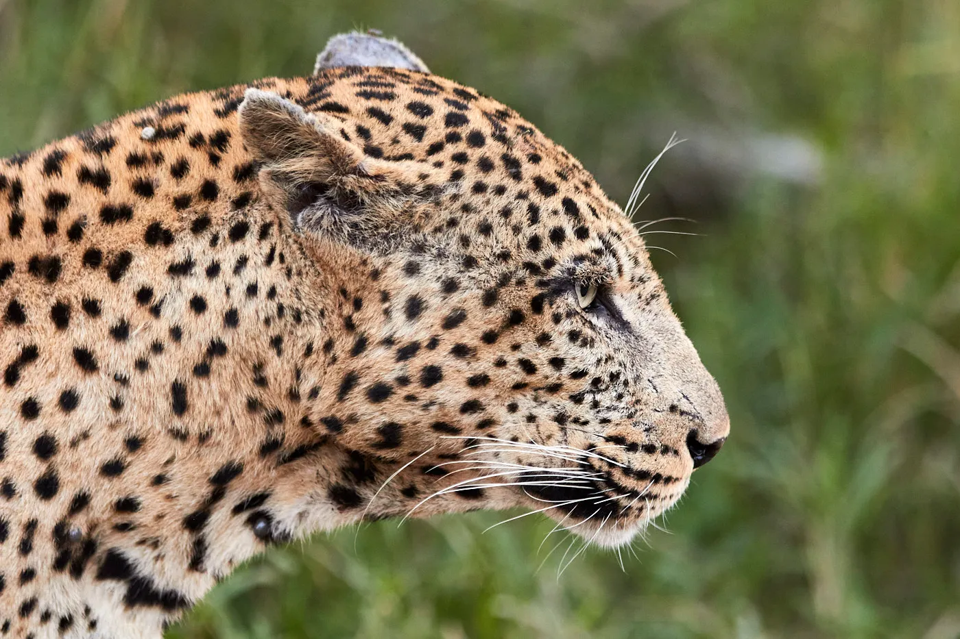 Leopard profile close up