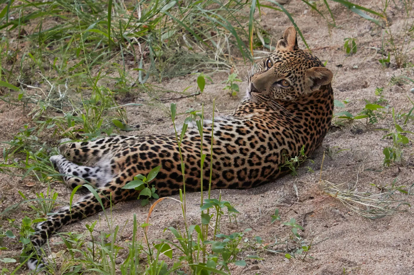 Leopard resting dry riverbed