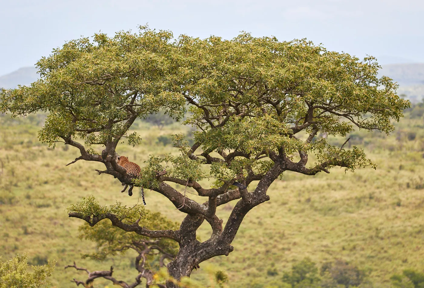 Leopard resting in tree savanna