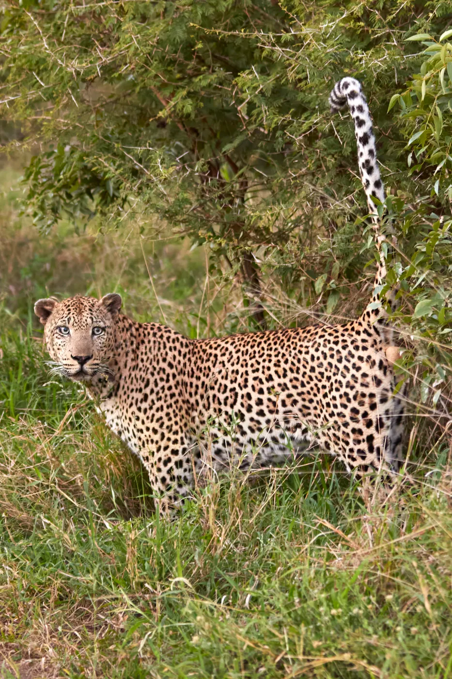 Leopard tail up in thicket