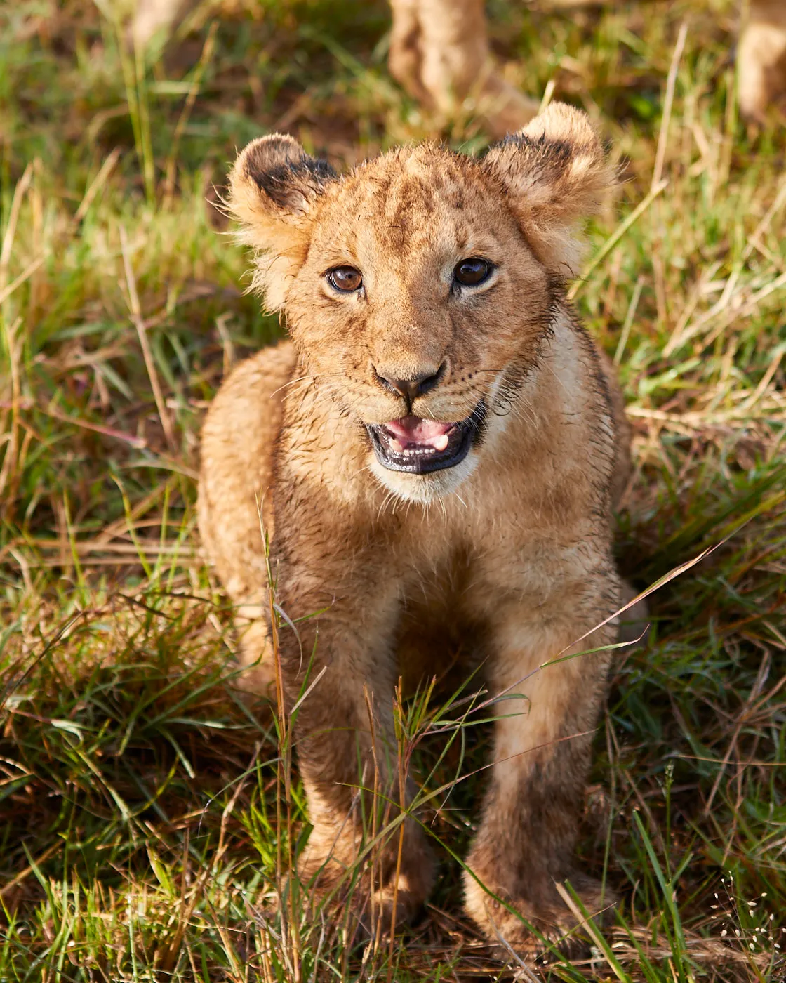 Lion cub portrait green grass