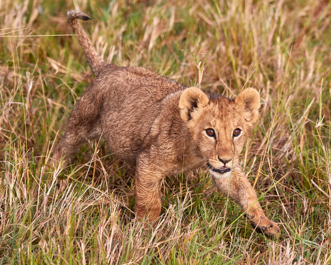 Lion cub pouncing grass