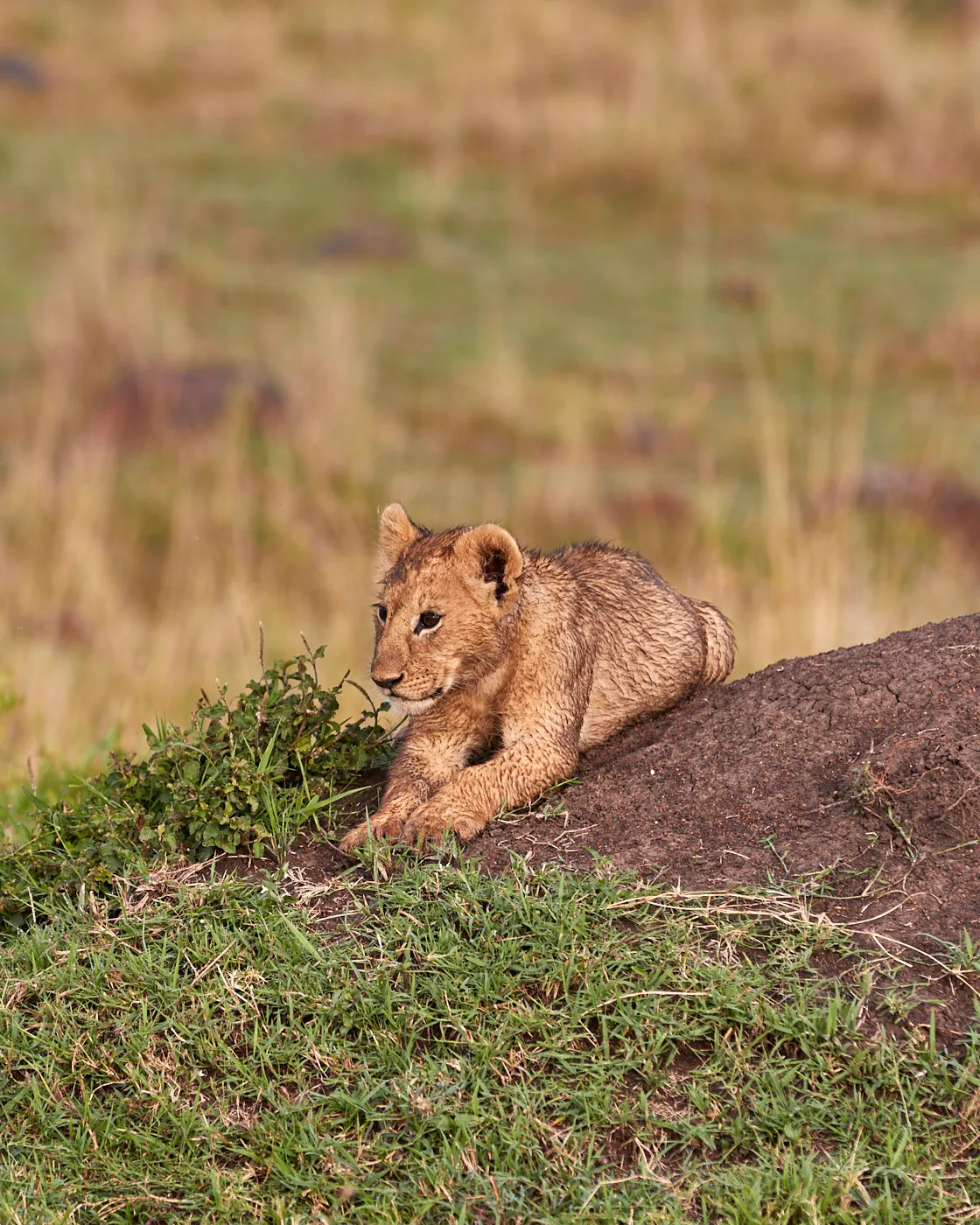 Lion cub resting on mound
