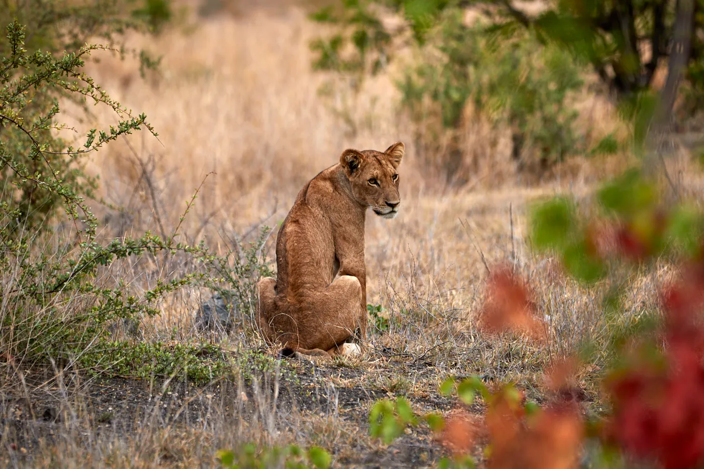Lion cub sitting bushveld
