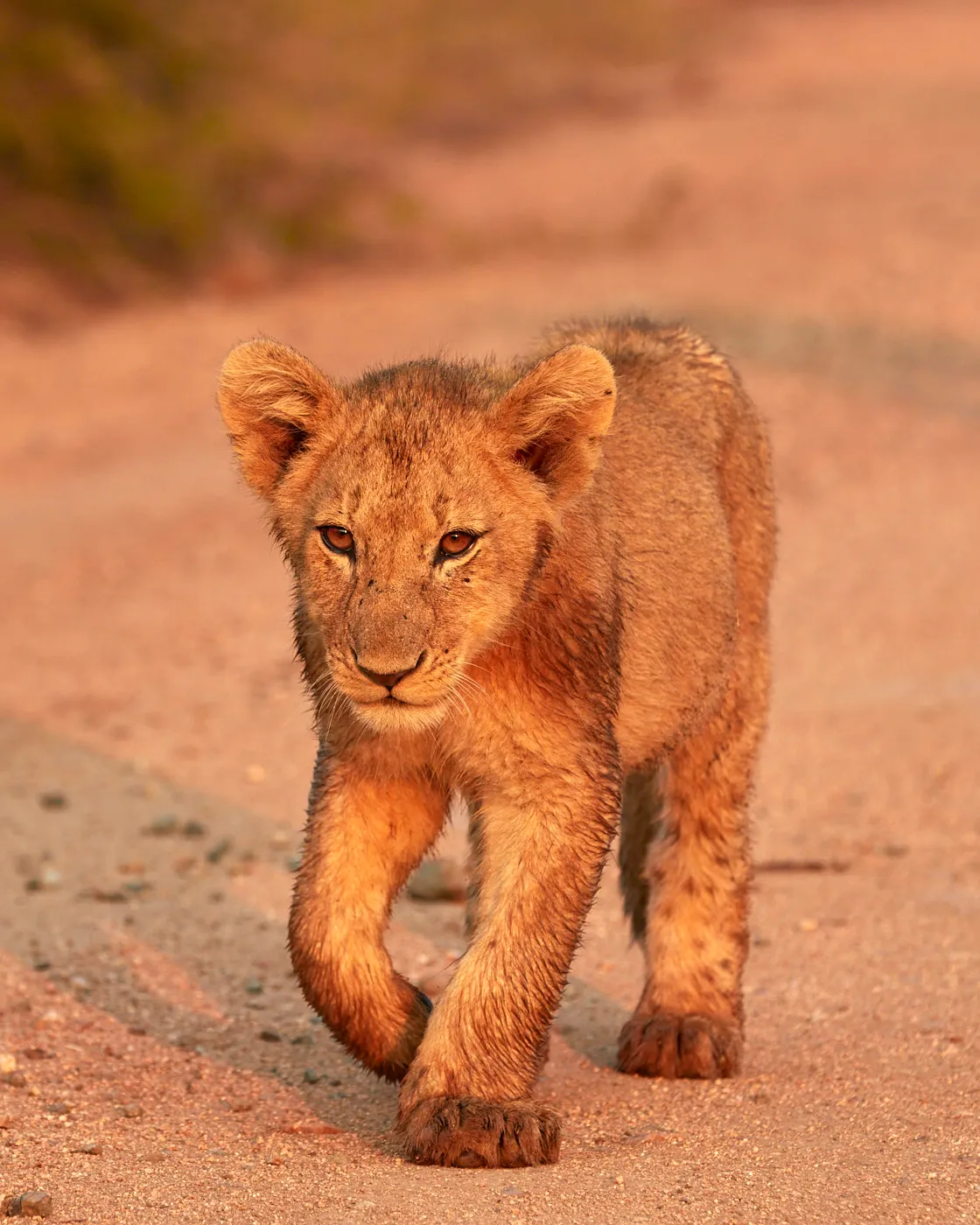 Lion cub walking dirt road sunrise