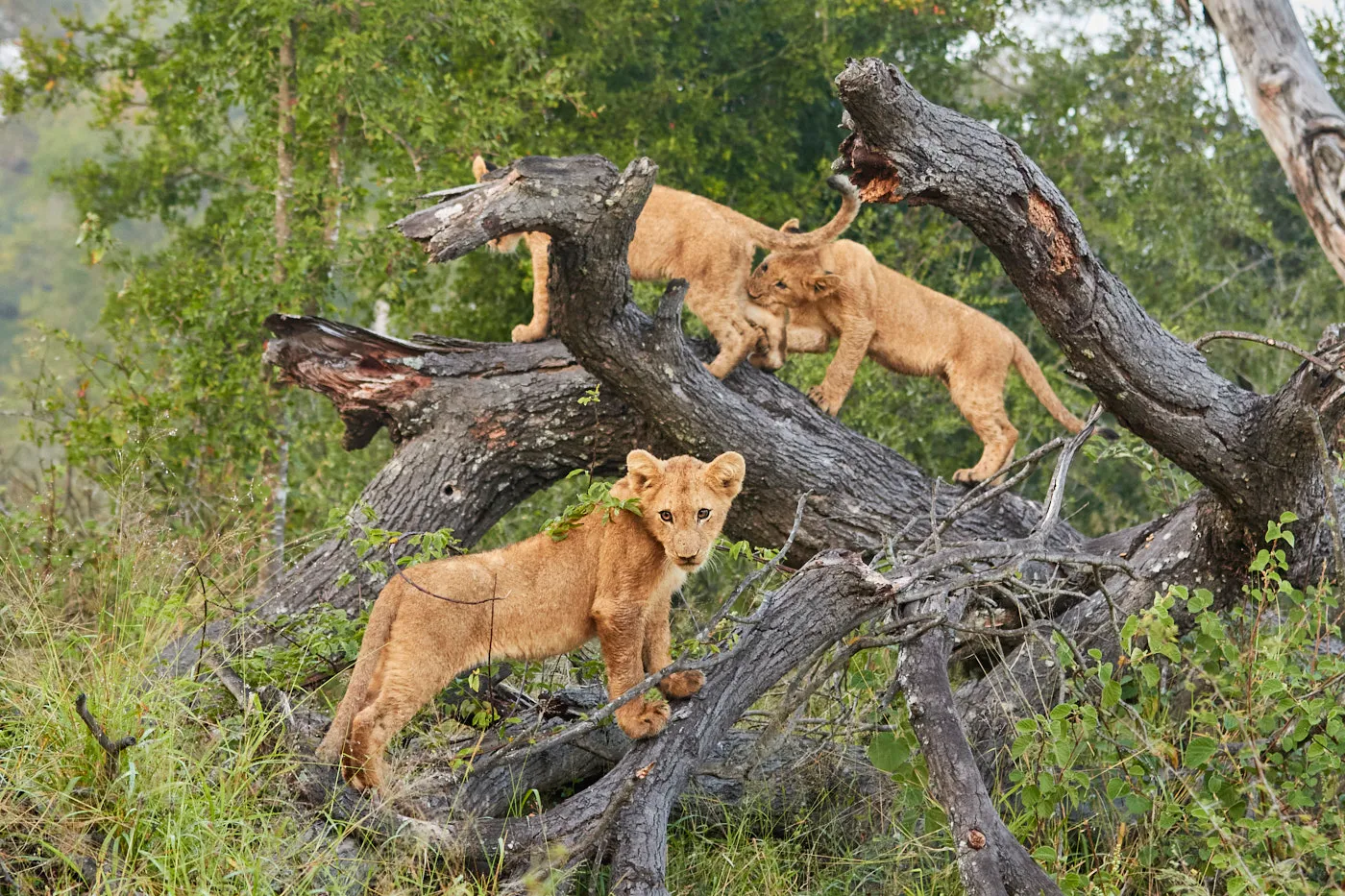 Lion cubs climbing dead tree