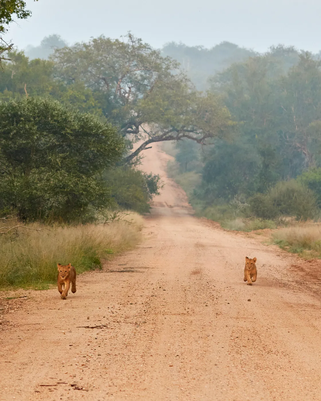 Lion cubs far misty road