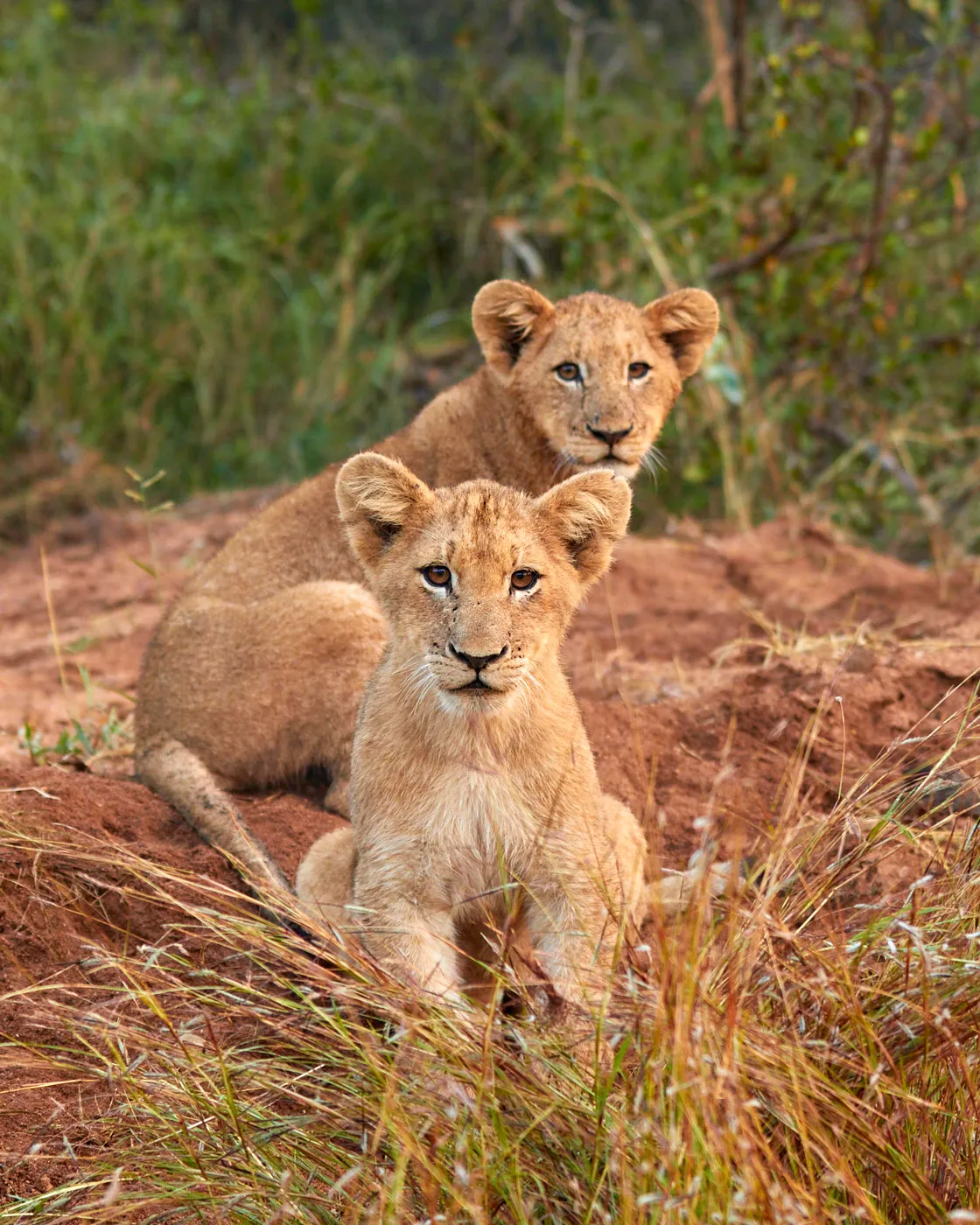 Lion cubs pair on mound