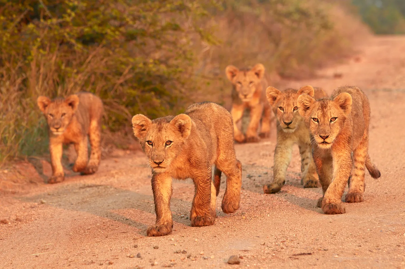 Lion cubs walking red dirt road