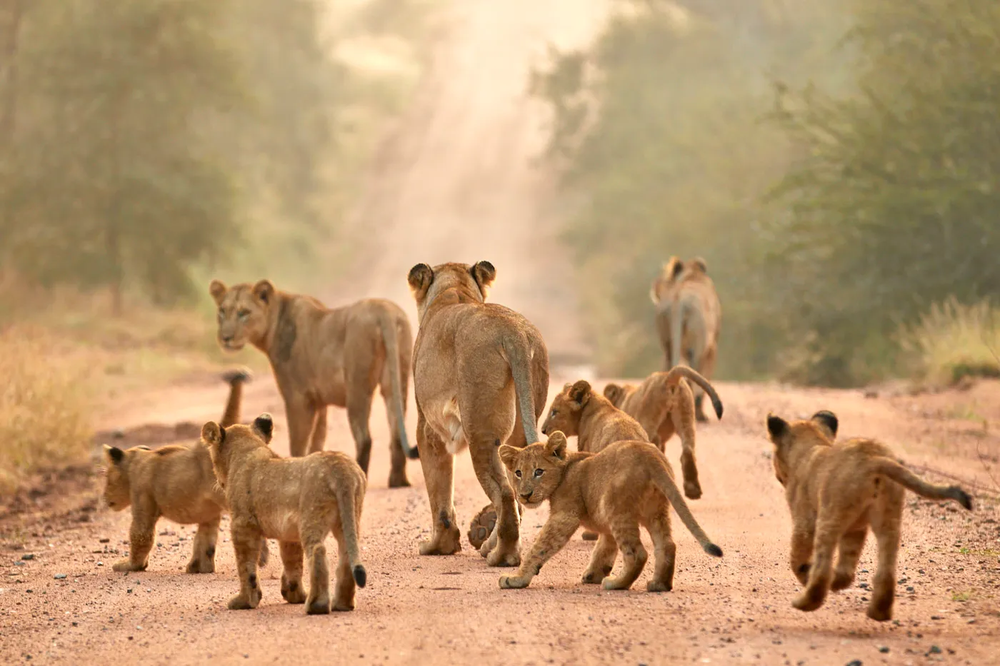 Lion pride cubs misty road