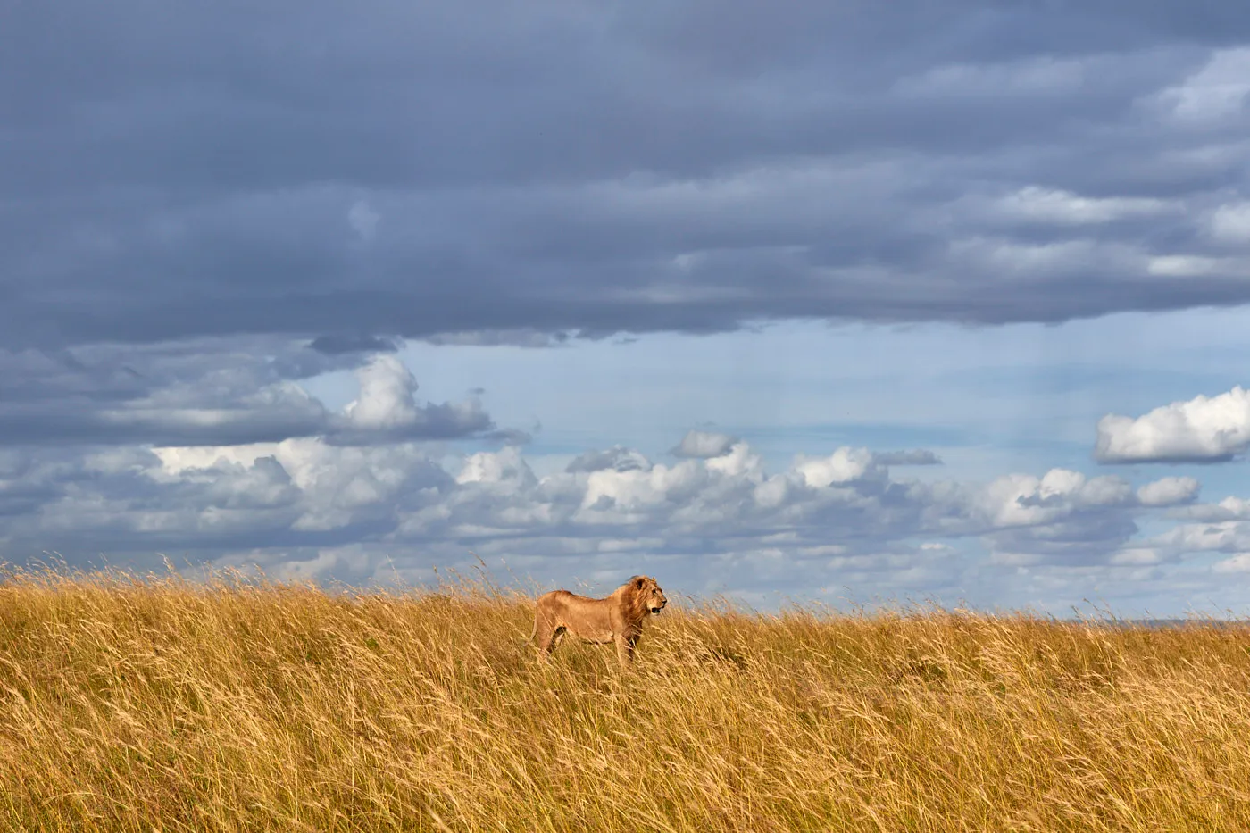Lion vast grassland storm clouds