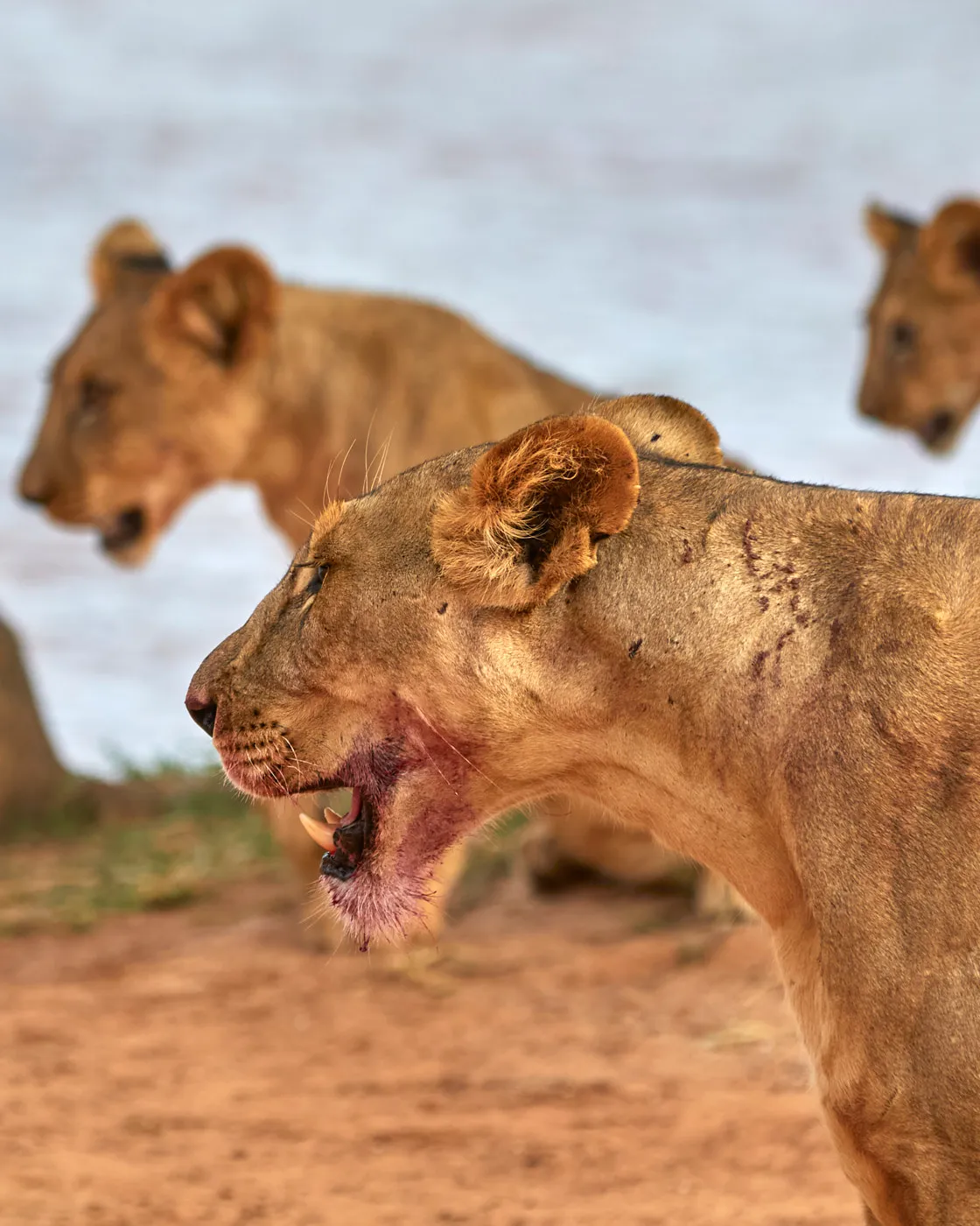 Lioness bloody muzzle after kill