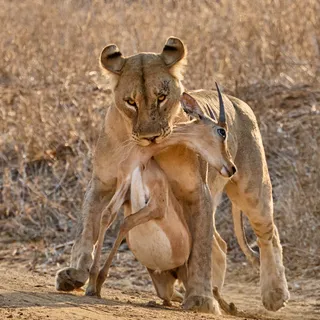 Lioness carrying impala kill