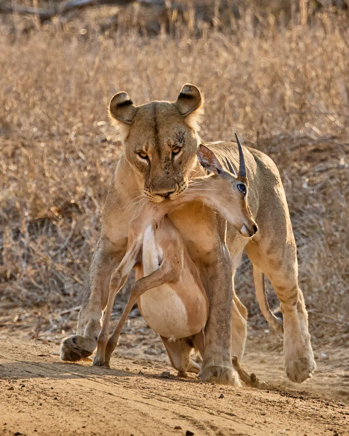 Lioness carrying impala kill
