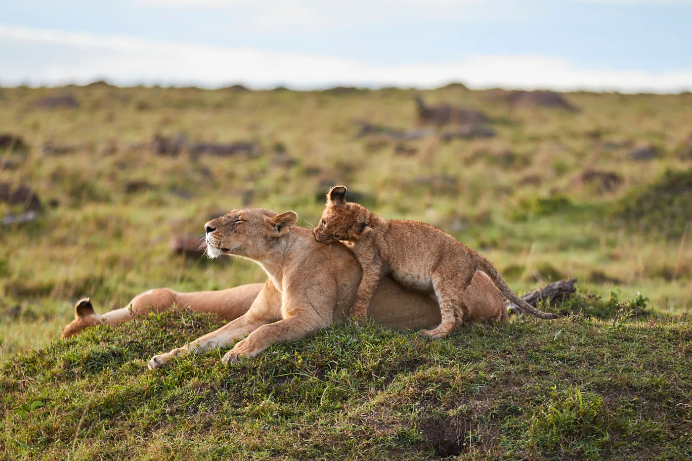 Lioness cub climbing on back