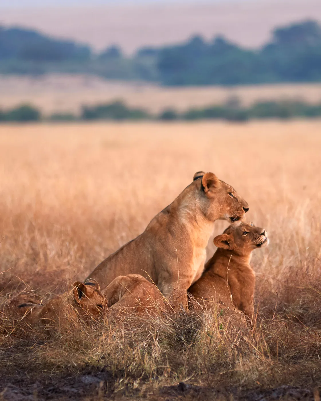 Lioness embracing cub golden grass
