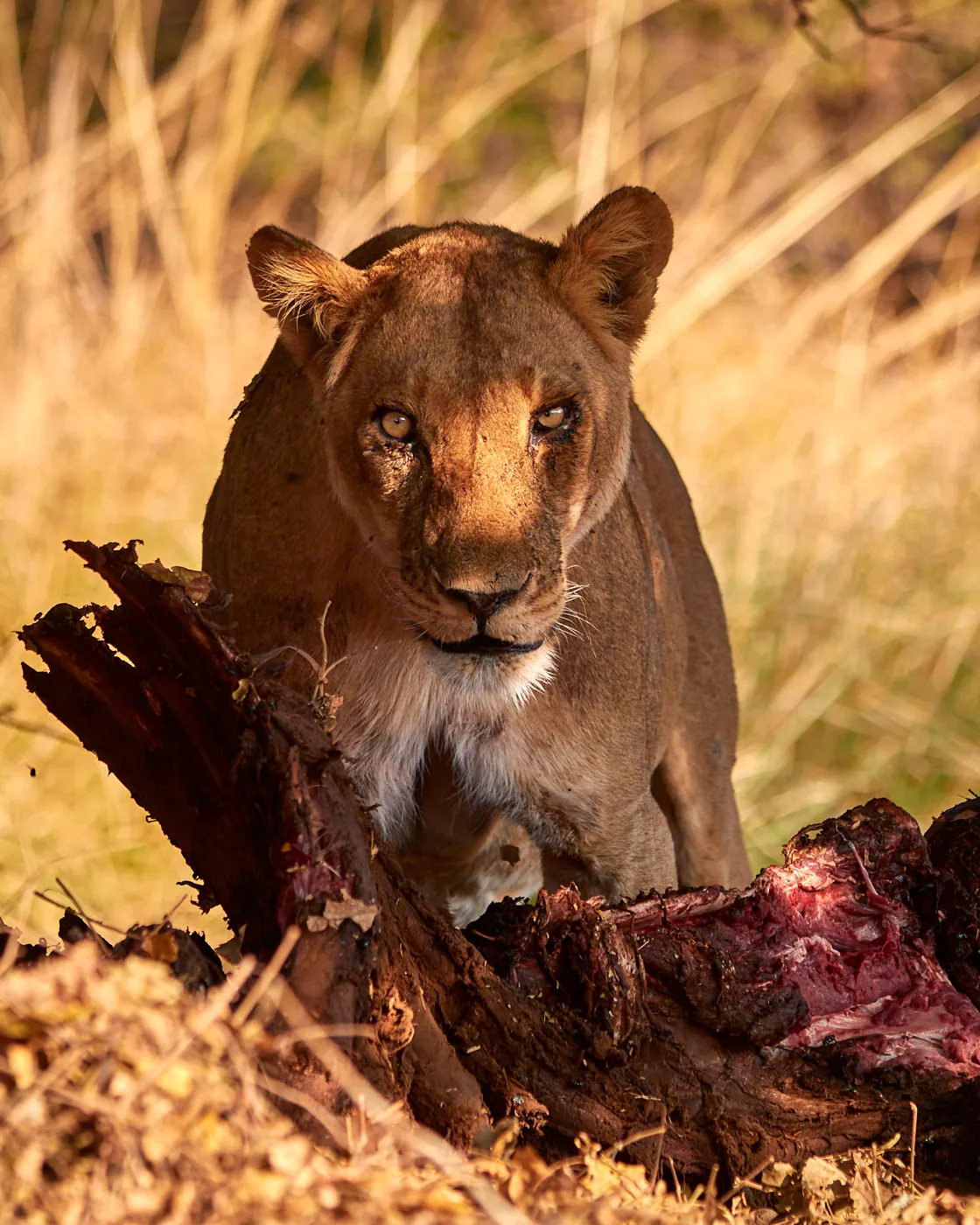 Lioness on eland kill stare