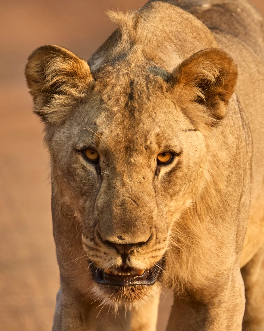 Lioness stare golden hour