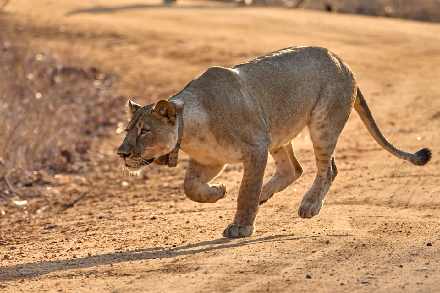 Lioness trotting across road