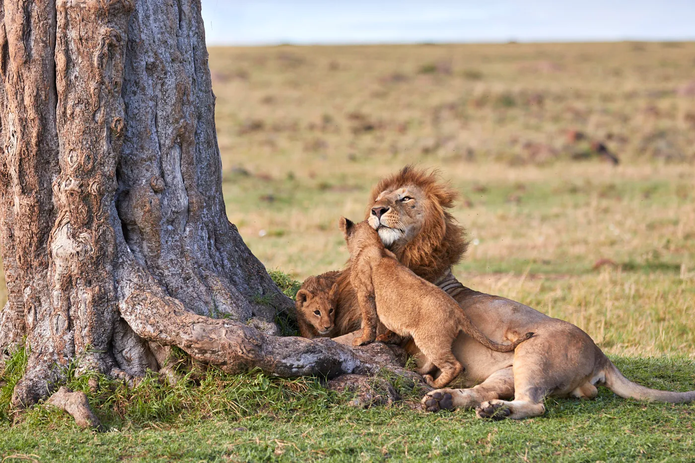 Male lion cubs under tree