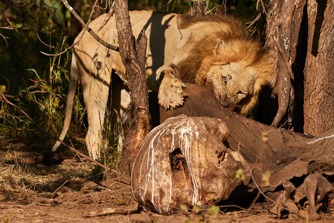 Male lion feeding on carcass