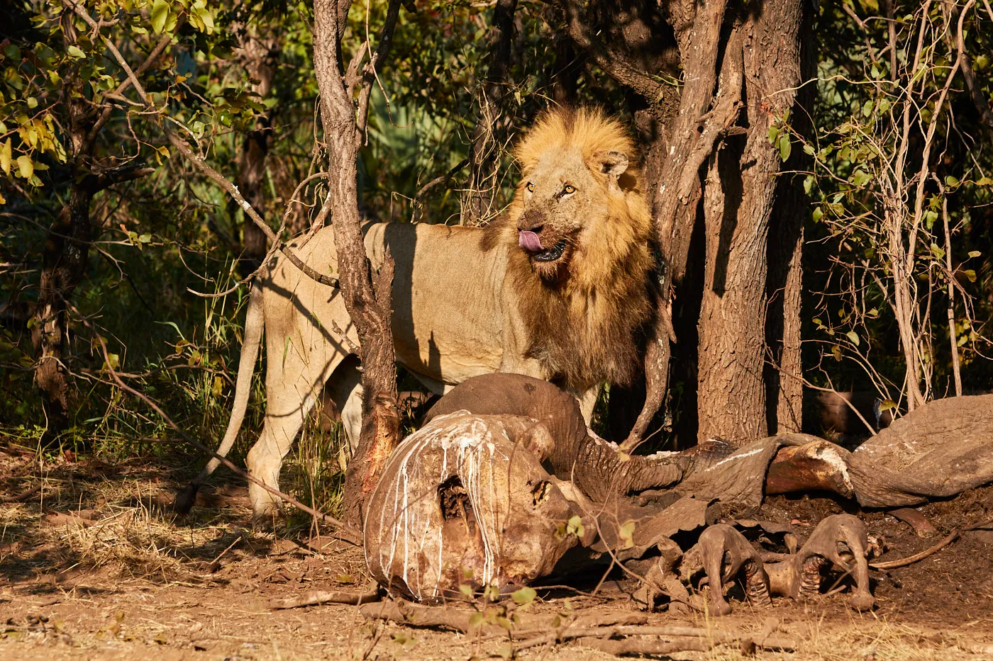 Male lion guarding carcass