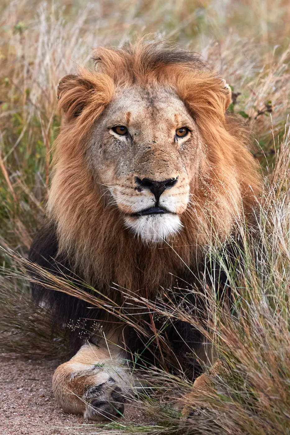 Male lion portrait intense stare