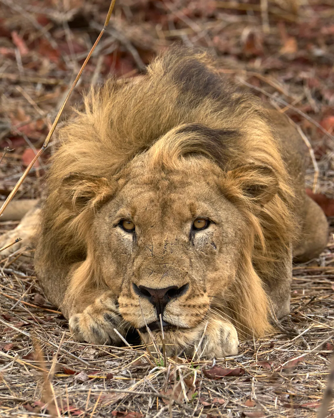 Male lion resting chin on ground