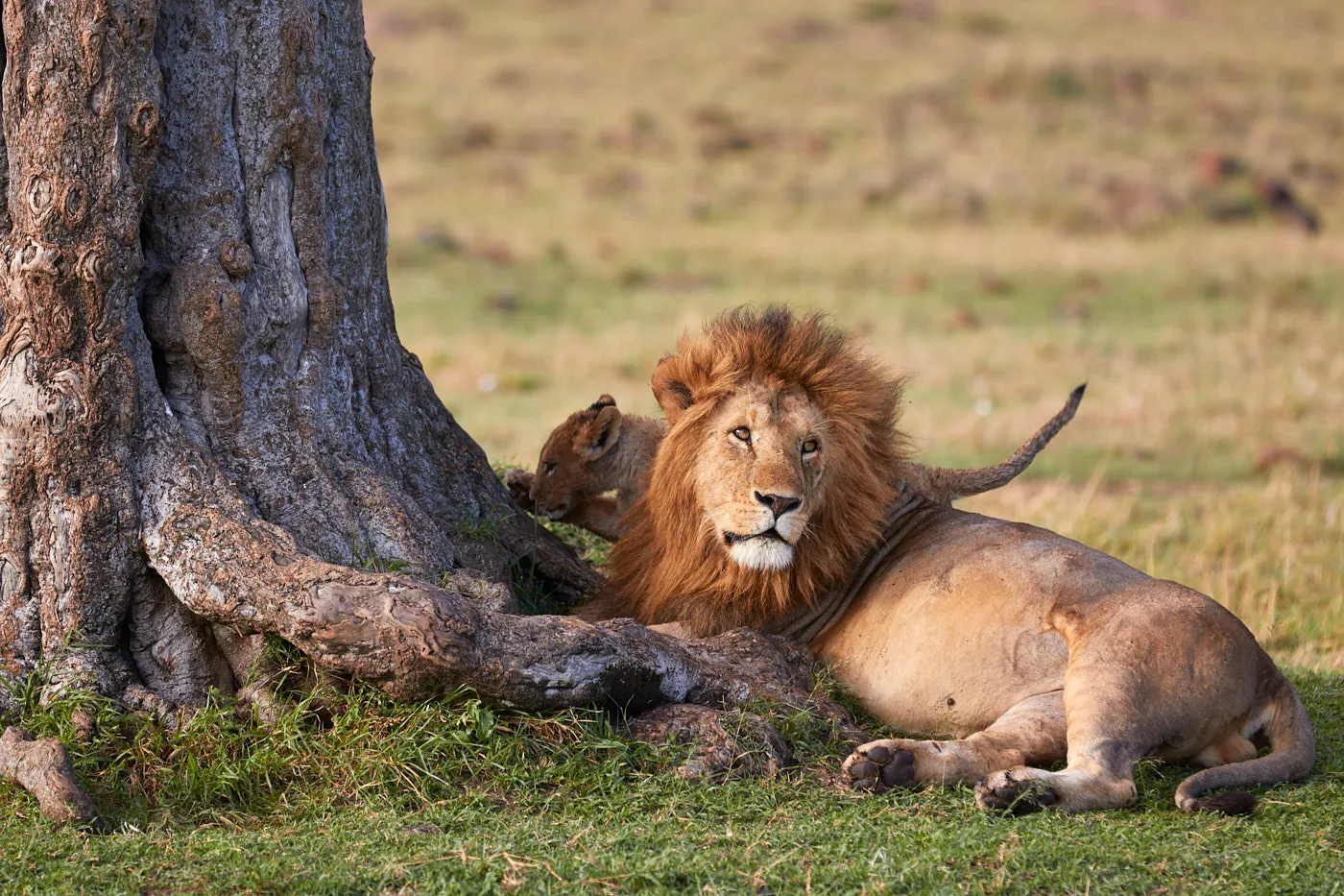 Male lion resting with cub
