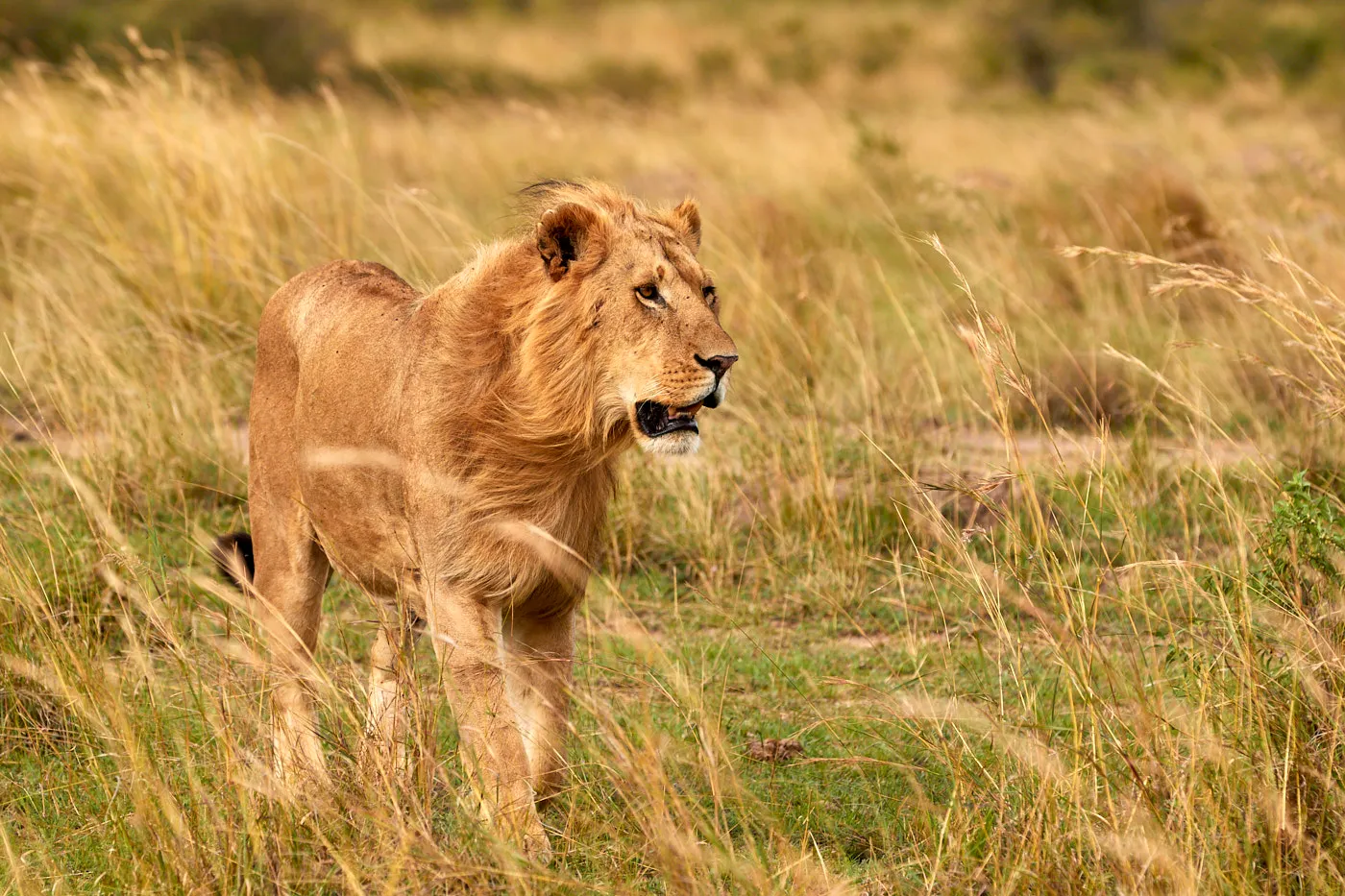 Male lion walking savanna