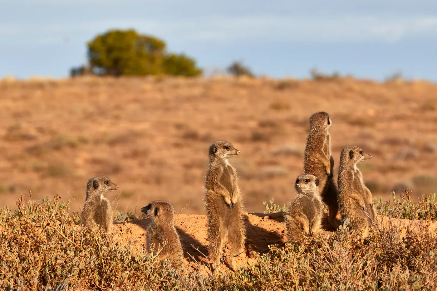 Meerkat family at burrow