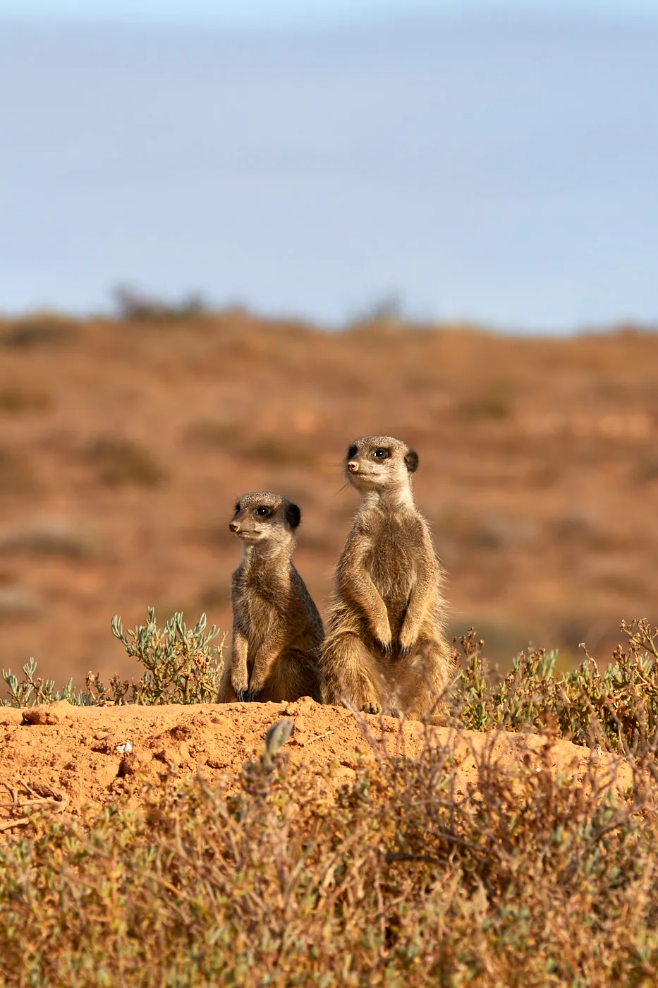Meerkat pair on lookout
