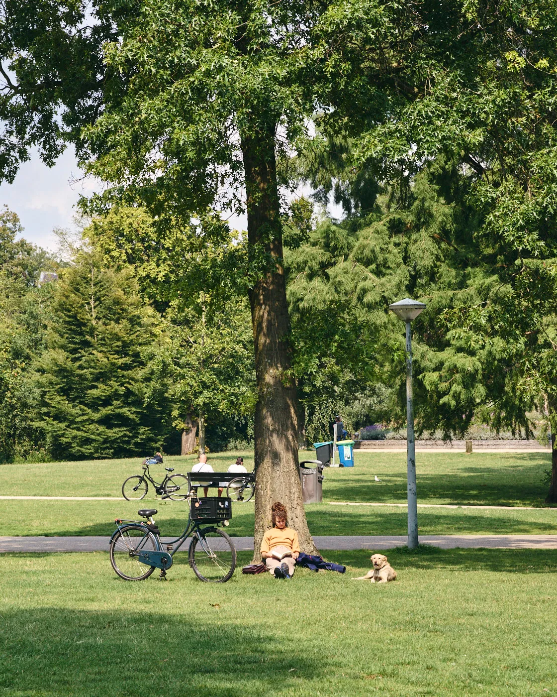 Park life under tree