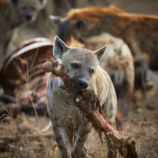 Spotted hyena carrying bone