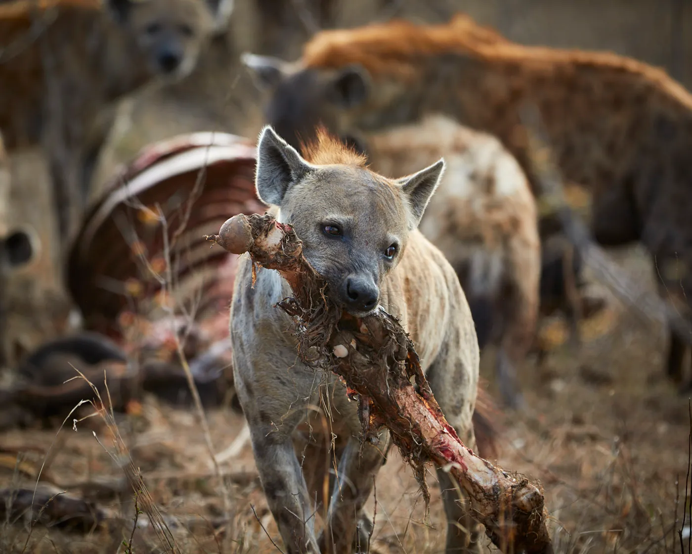 Spotted hyena carrying bone