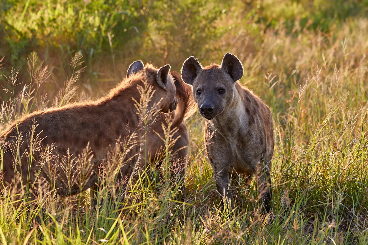 Spotted hyena pair tall grass
