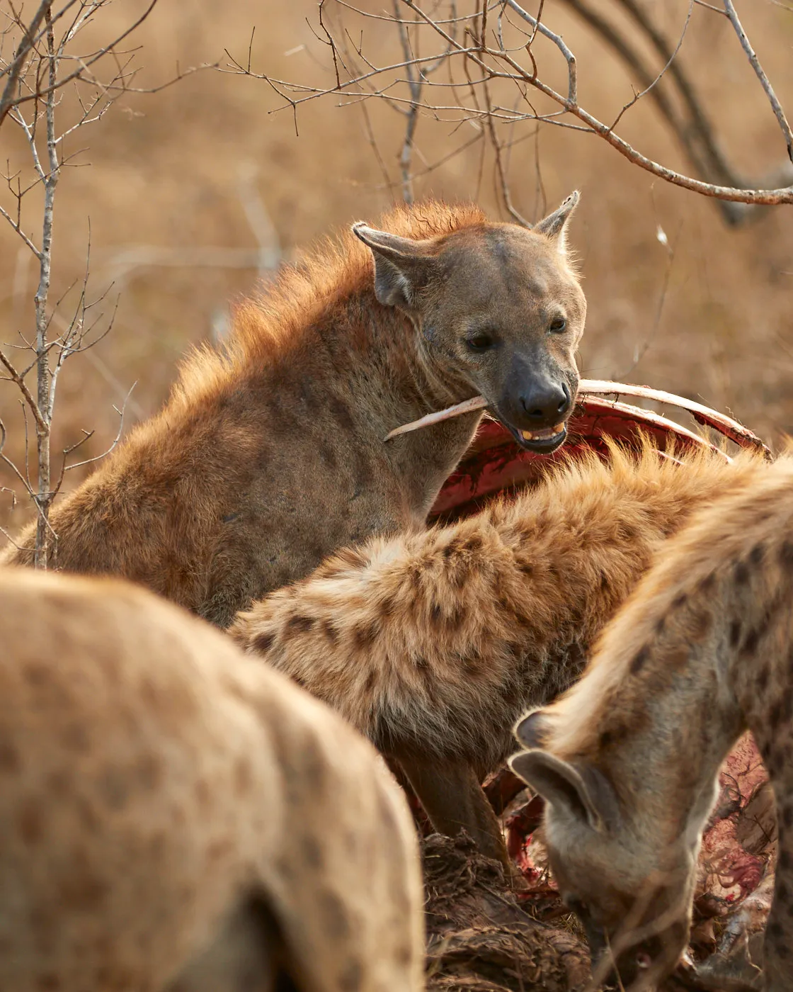 Spotted hyenas feeding carcass