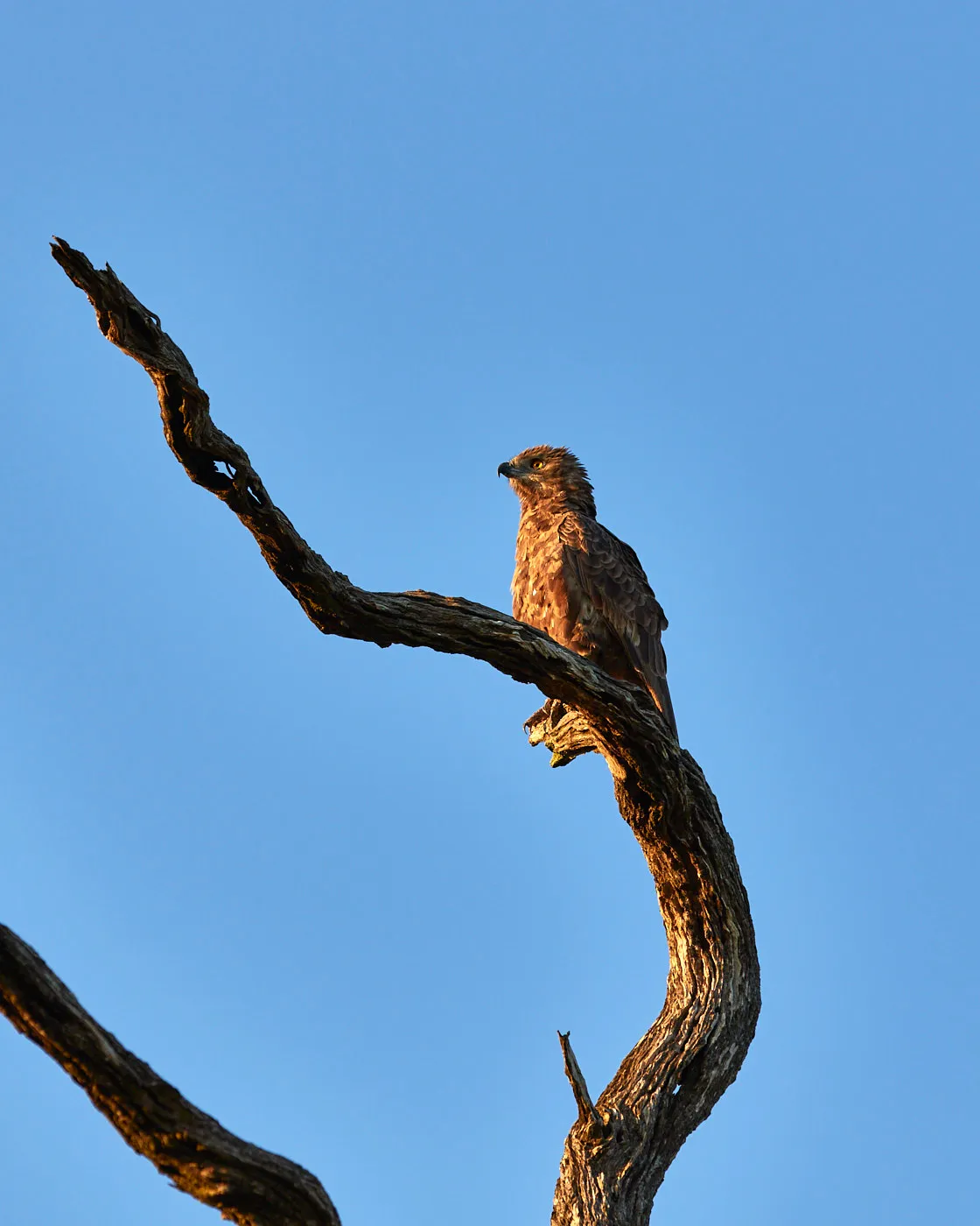 Tawny eagle perched dead branch