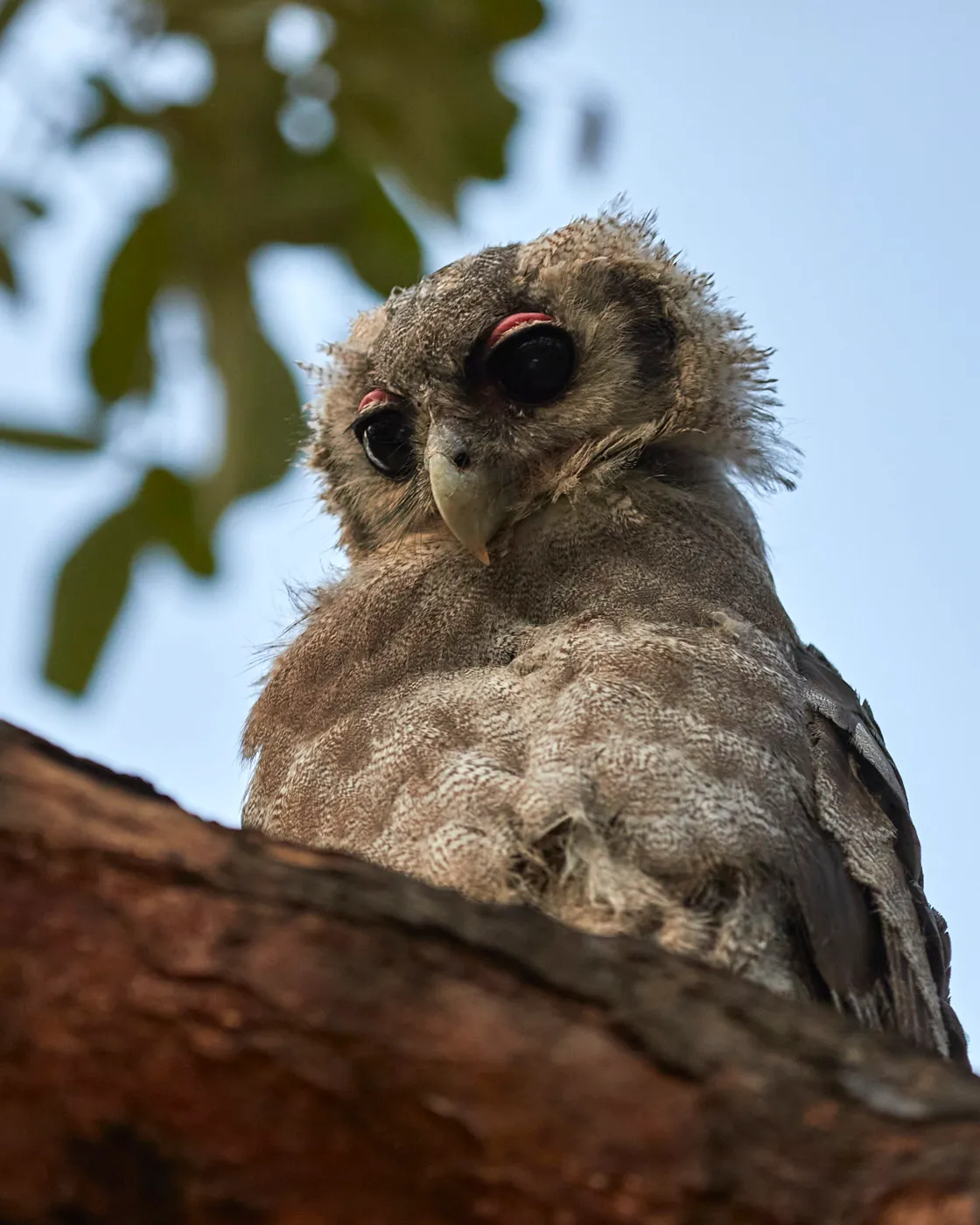 Verreaux eagle owl juvenile