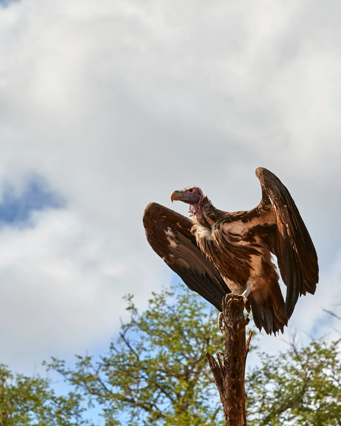 Vulture spreading wings snag