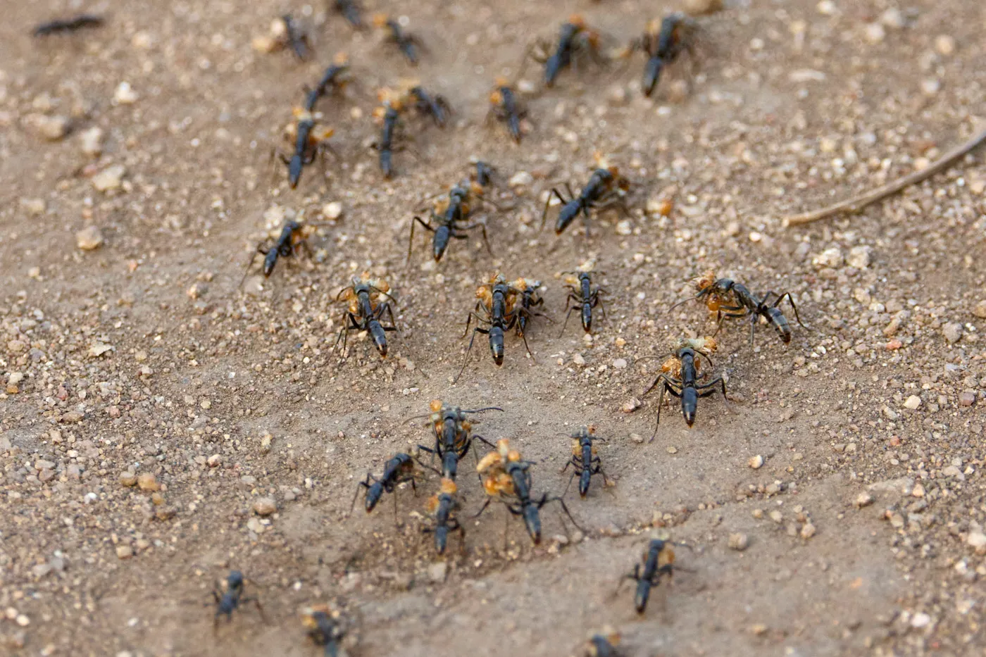 Wasps nesting colony sand