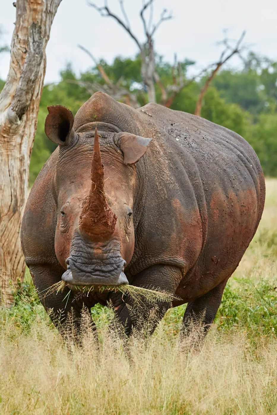 White rhino grazing portrait