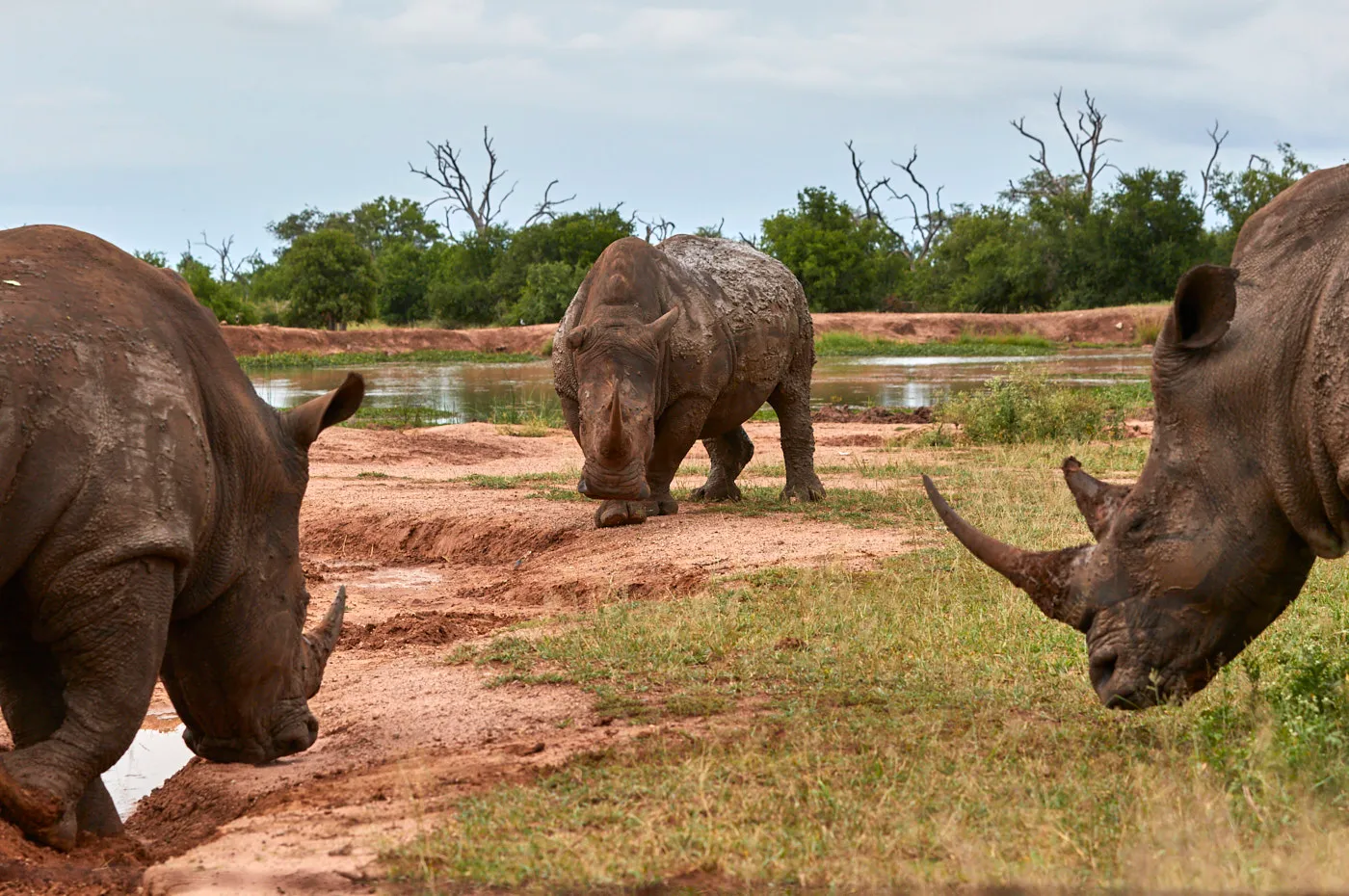 White rhinos waterhole